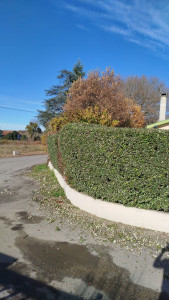 Photo de galerie - Taille de haie