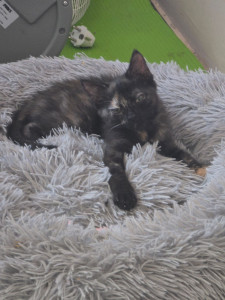 Photo de galerie - Bonnie, chatonne ataxique (handicapée) en FA 