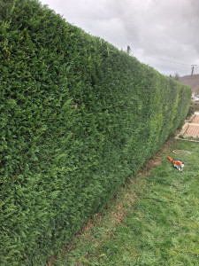 Photo de galerie - Taille haie .