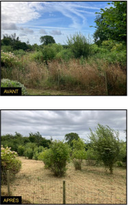 Photo de galerie - Débroussaillage sélectif 