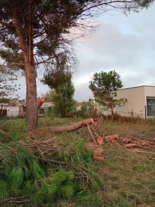 Photo de galerie - Abattage de 3 gros pins 

