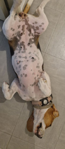 Photo de galerie - Garde chien