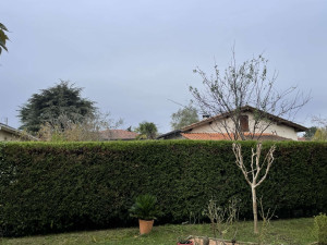 Photo de galerie - Taille de haies et d'arbustes