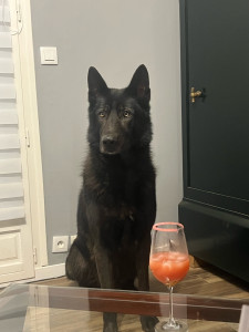 Photo de galerie - Garde de chien au domicile des propriétaires