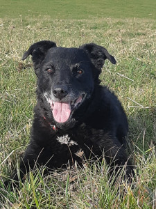 Photo de galerie - Garde chien
