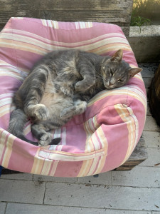 Photo de galerie - Ronron