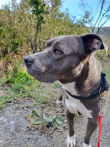 Photo de galerie - Garde au domicile du Petsitter ?️