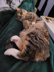 Photo de galerie - Garde chat