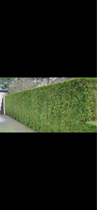 Photo de galerie - Taille de haies et d'arbustes