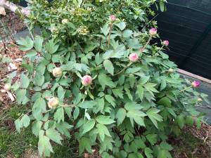 Photo de galerie - Entretien jardin fleurs