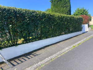 Photo de galerie - Taille de haie 