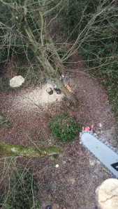 Photo de galerie - Démontage de plusieurs arbres avec un peu de rétention Broyage des branche 
