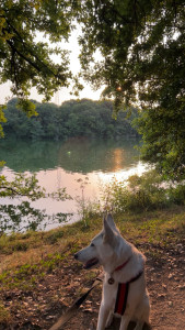 Photo de galerie - Garde de chien, promenade au parc