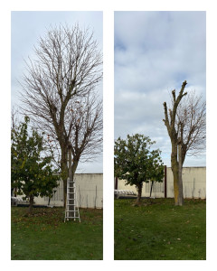 Photo de galerie - érable 