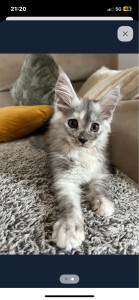 Photo de galerie - Avanna, petite maine coon que j’ai gardé a mon domicile