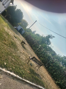 Photo de galerie - élagage fin chantier 