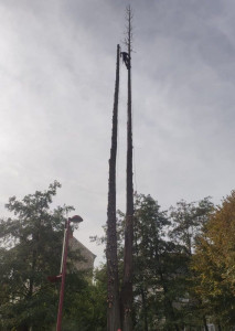 Photo de galerie - Démontage d'un double sapin devenu dangereux après un coup de foudre 