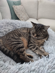 Photo de galerie - Mon chat dont je m'occupe quotidiennement.