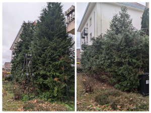 Photo de galerie - Taille de haie chez un client avec une grande diminution de la hauteur 