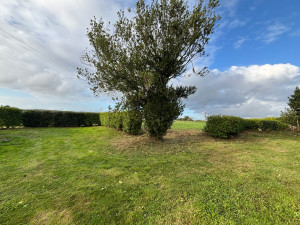 Photo de galerie - Taille de haies et d'arbustes