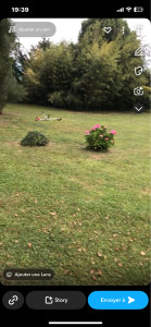 Photo de galerie - Tonte de pelouse - Débroussaillage