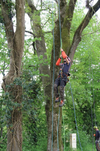 Photo de galerie - Elagage et coupe d'arbres