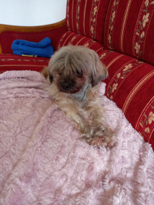 Photo de galerie - Garde chien