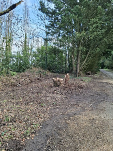Photo de galerie - Elagage et coupe d'arbres