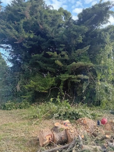 Photo de galerie - Abattage pour aplatissement d'un terrain 