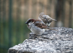 Photo de galerie - Petits oiseaux posés sur un poteau