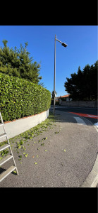 Photo de galerie - Taille d’une haie de laurier palme