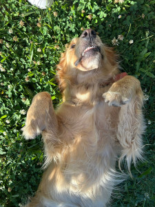 Photo de galerie - Garde chien