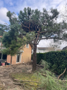 Photo de galerie - Elagage et coupe d'arbres