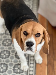 Photo de galerie - Sparrow le beagle 