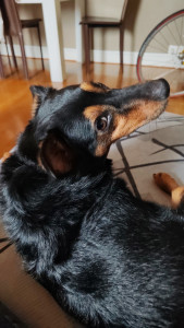 Photo de galerie - Garde chien