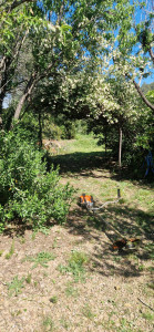 Photo de galerie - Débroussaillage terrain 