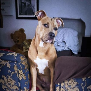 Photo de galerie - Garde animaux