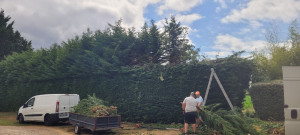 Photo de galerie - Taille de haies et d'arbustes