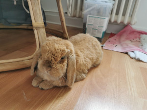 Photo de galerie - Garde de Kiwi