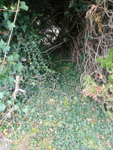 Photo de galerie - Enlèvement lierres envahissants sur thuya géant. (avant) 