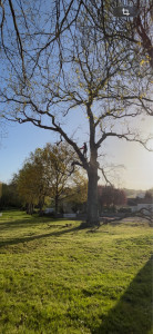 Photo de galerie - Démontage d’un gros chêne 