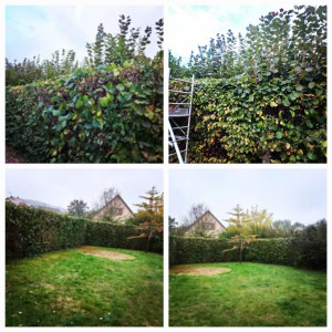 Photo de galerie - Taille de haies et d'arbustes