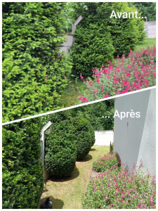 Photo de galerie - Taille de haies et d'arbustes
