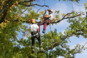 Photo de galerie - Elagage d'arbre
Que ce soit pour éliminer les branches mortes, améliorer la luminosité ou réduire la taille d'un arbre, notre service d'élagage d'arbres est effectué par des professionnels compétents pour répondre à vos besoins spécifiques.