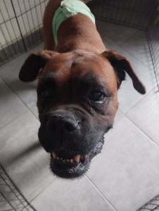 Photo de galerie - Garde chien