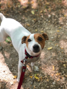 Photo de galerie - Garde animaux