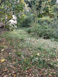 Photo de galerie - En cours de débroussaillage 