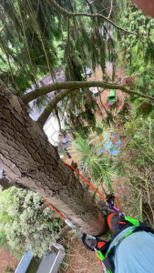Photo de galerie - Elagage d’un cyprès 