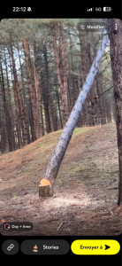 Photo de galerie - Elagage et coupe d'arbres