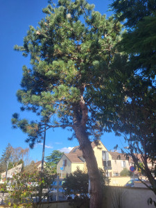 Photo de galerie - Elagage et coupe d'arbres